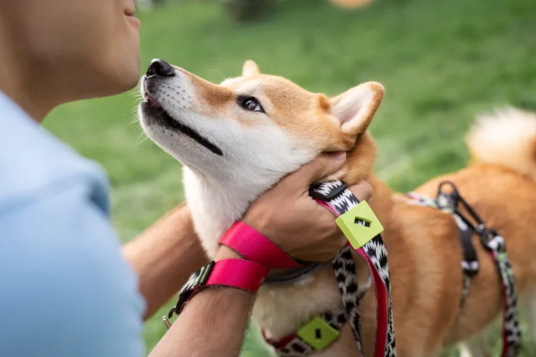 Training Your Dog for Community Events
