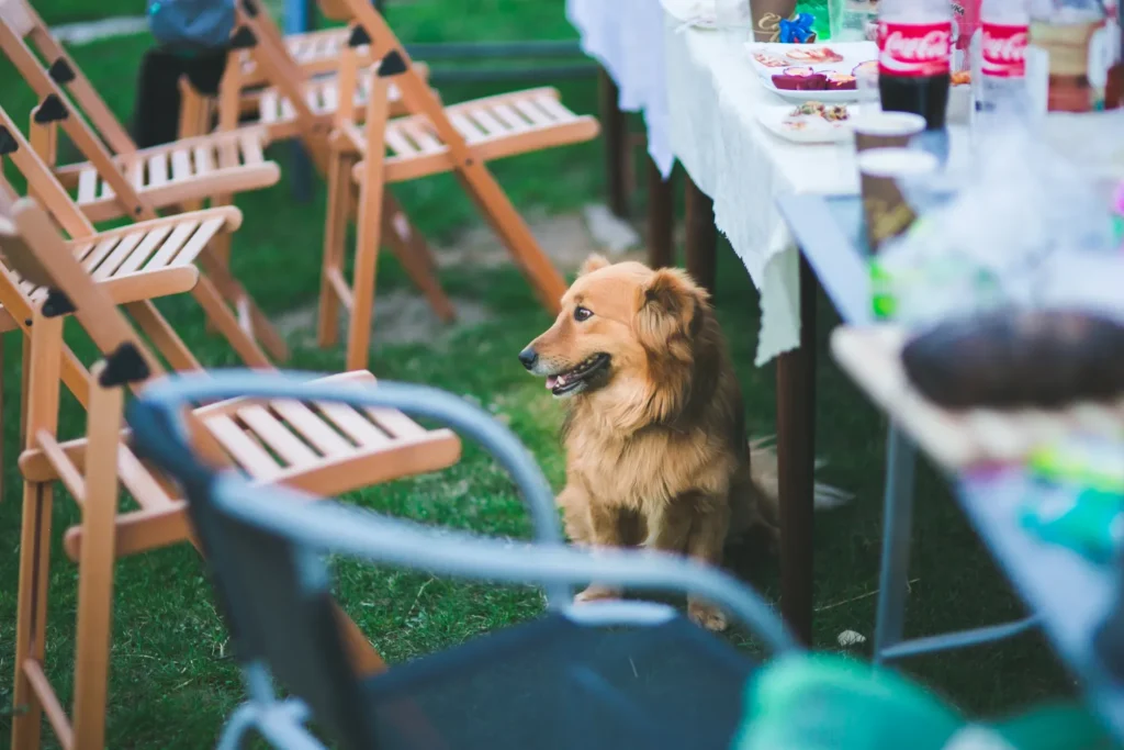 Training Your Dog for Events