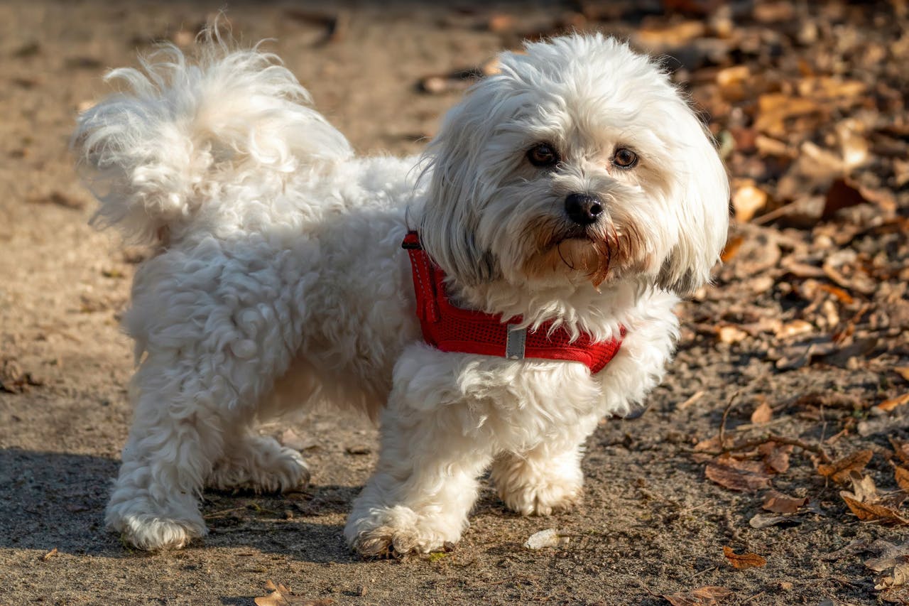 Confidence in Shy Puppies