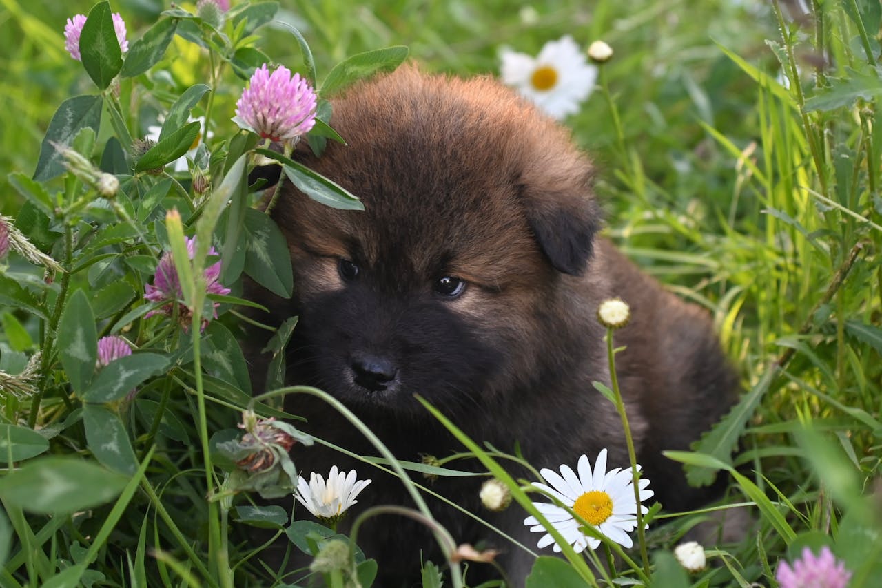 Confidence in Shy Puppies