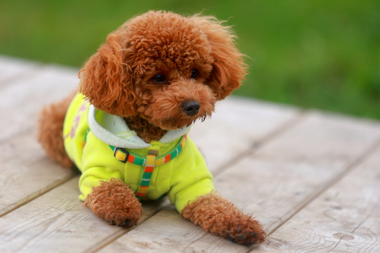 Confidence in Shy Puppies