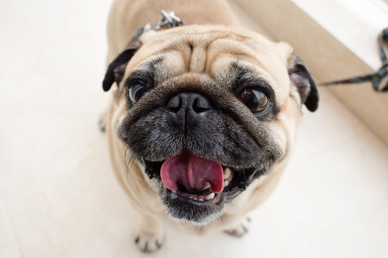 Unique Dog Training Needs