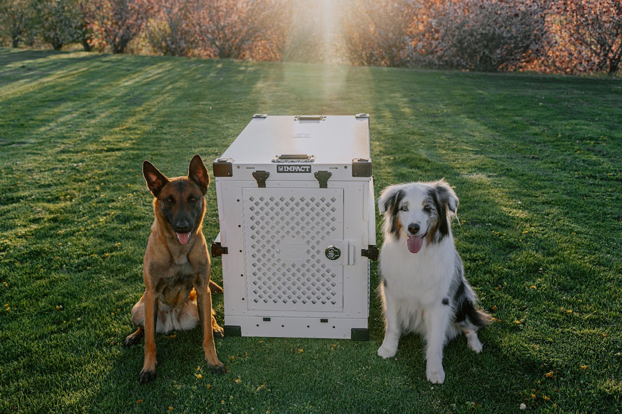 Unique Dog Training Needs