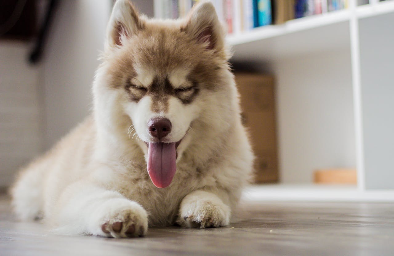 Unique Dog Training Needs