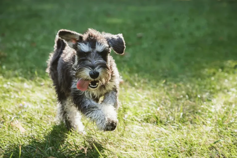 How To Groom A Miniature Schnauzer