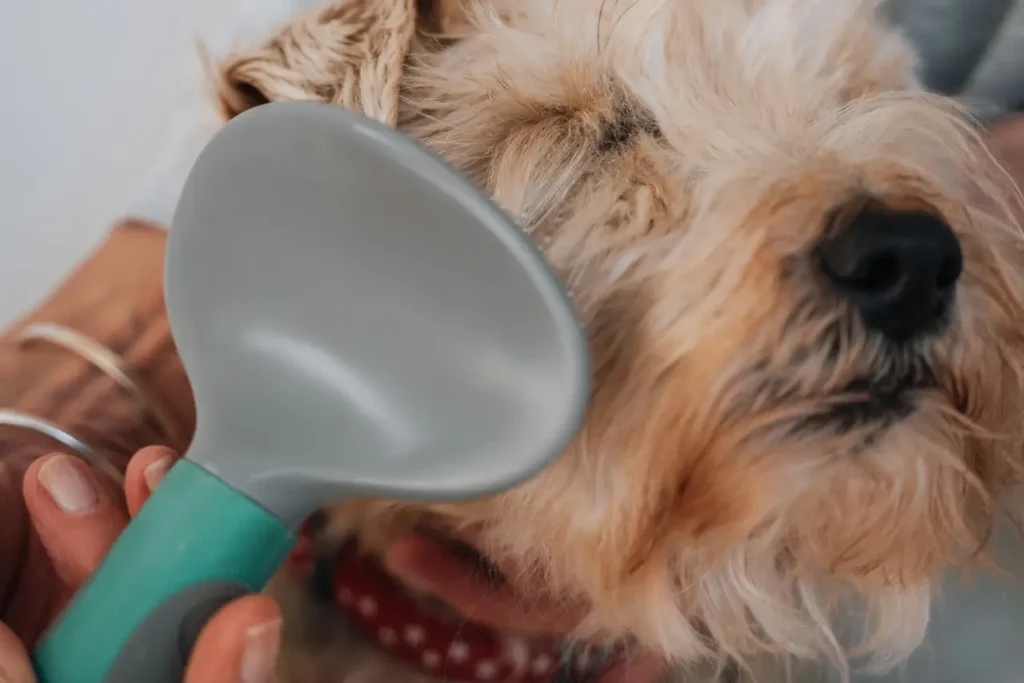 a dog getting its hair brushed by a person