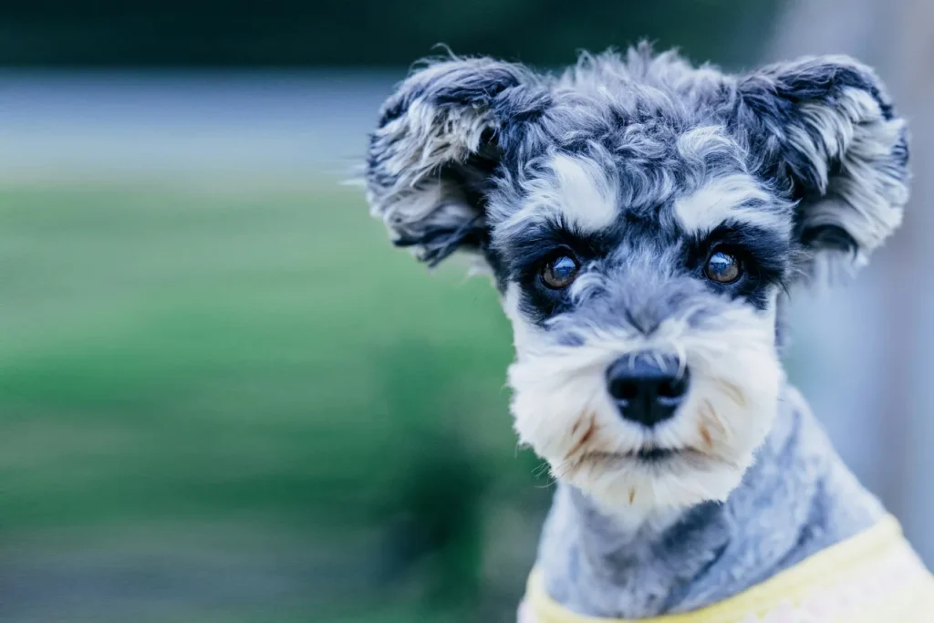 miniature schnauzer dog grooming styles