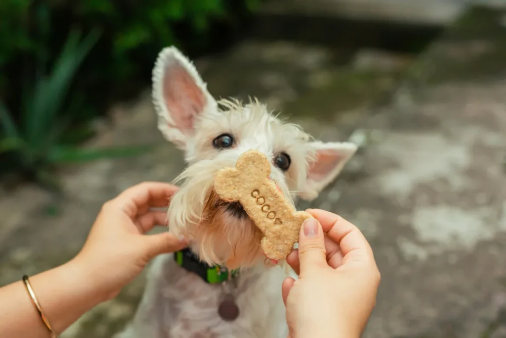 owner feeding their dog treats