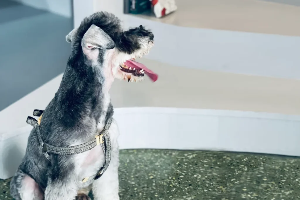 shave miniature schnauzer dog grooming