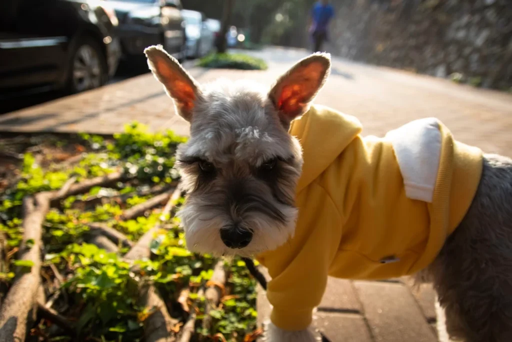 short-coated schnauzer